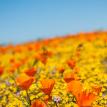 Orange Poppies in Yellow Field